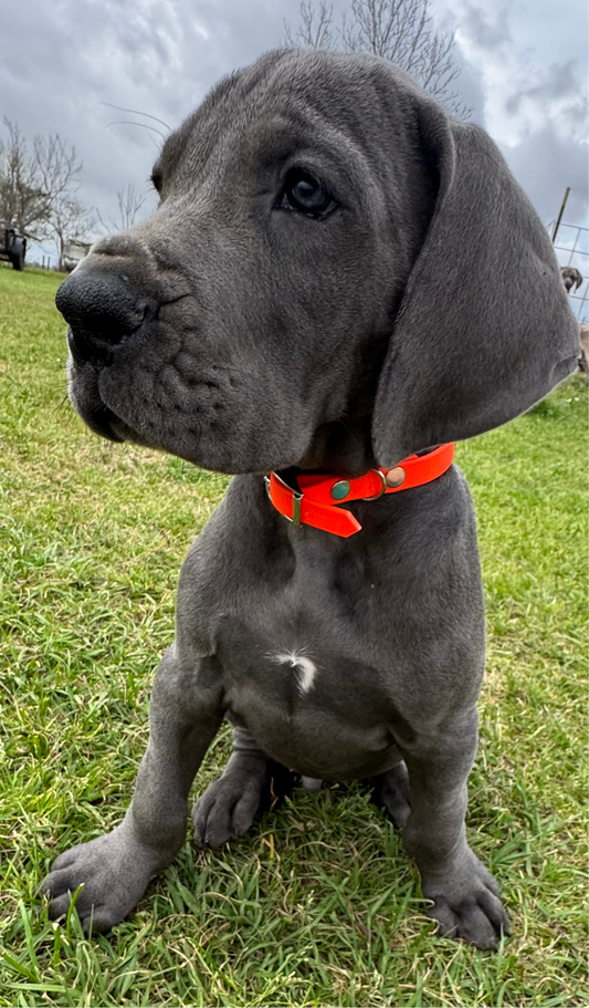 1/2inch Biothane Collar