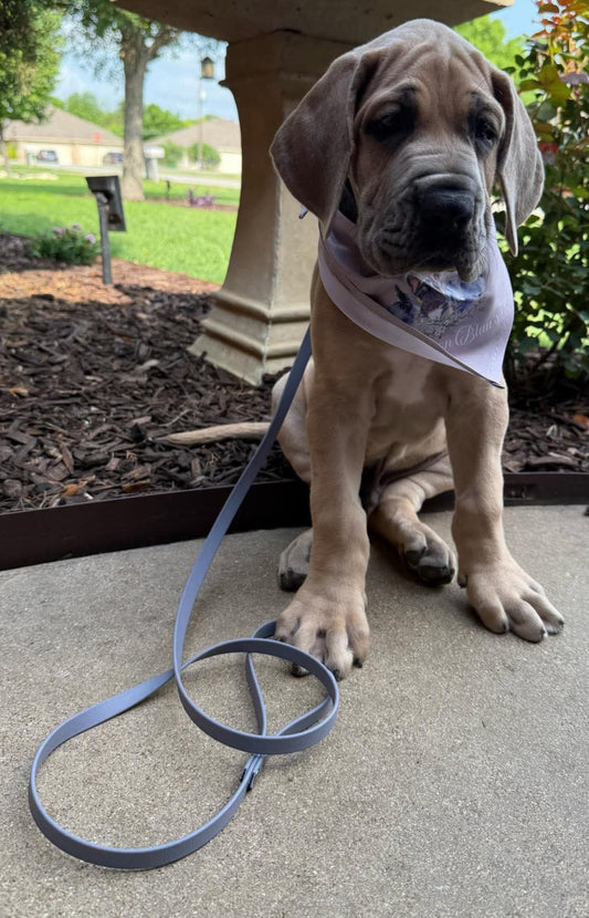 1/2 inch Biothane Leash